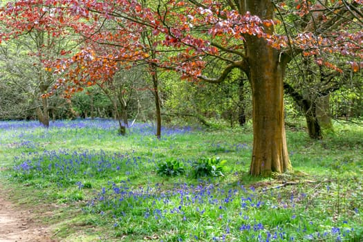 Bluebells in Full Bloom