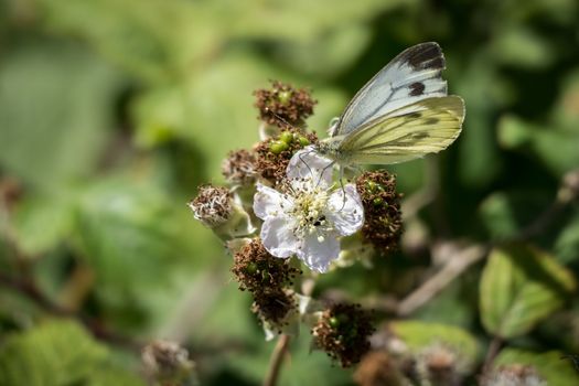 Large White (Pieris brassicae) Butterfly Feeding on a Blackberry Flower