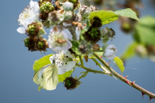 Large White (Pieris brassicae) Butterfly Feeding on a Blackberry Flower
