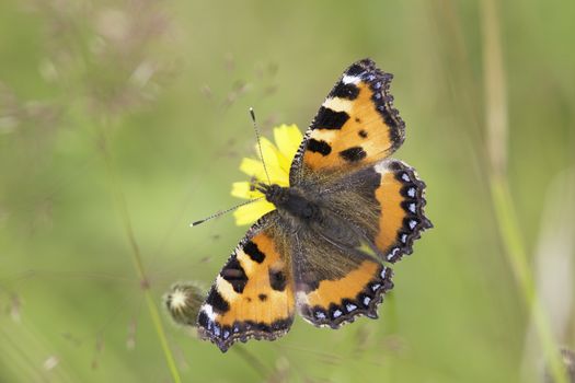 Small Tortoiseshell Butterfly sitting on yellow flower.