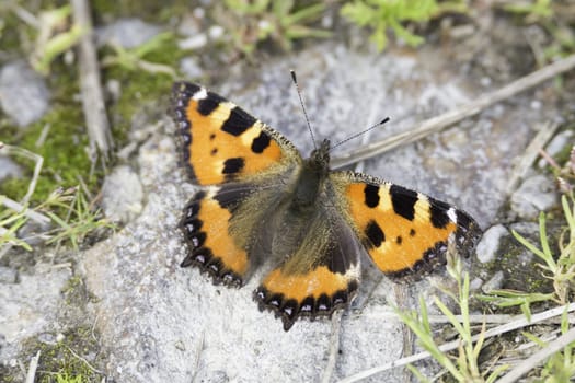 Small Tortoiseshell Butterfly sitting on Rock.