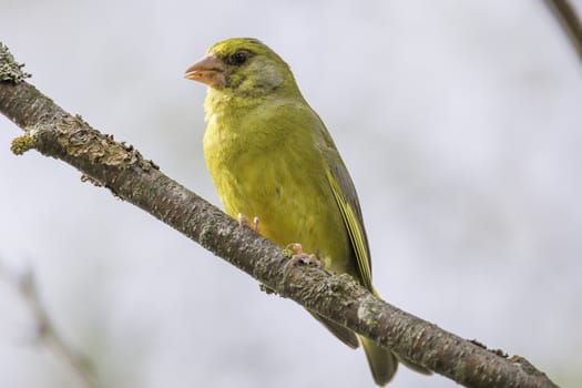 Male Greenfinch Sitting on Tree Branch.