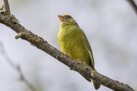 Male Greenfinch Sitting on Tree Branch.