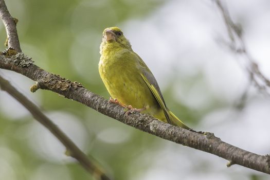 Male Greenfinch Sitting on Tree Branch.