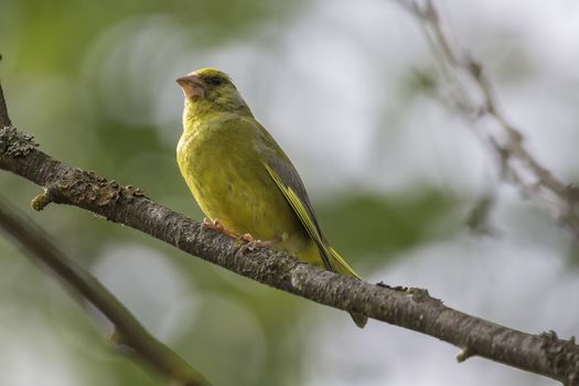 Male Greenfinch Sitting on Tree Branch.