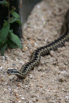 Common European Adder (Vipera berus)