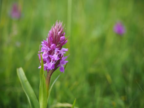 Southern Marsh Orchid (Dactylorhiza praetermissa)