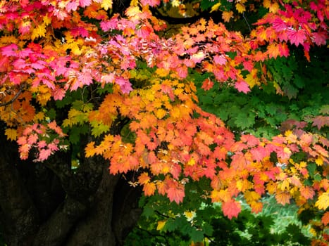 Japanese Maple (Acer palmatum) in Autumn Colours