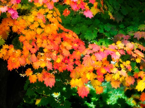 Japanese Maple (Acer palmatum) in Autumn Colours