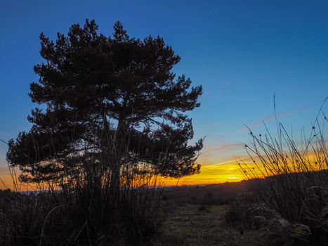 Sunset over the Ashdown Forest in Sussex