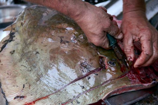 A man is cutting a Fish meat big stingray . photo