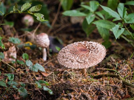 Weathered Fungus at Warnham Nature Reserve