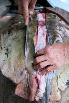 A man is cutting a Fish meat big stingray . photo