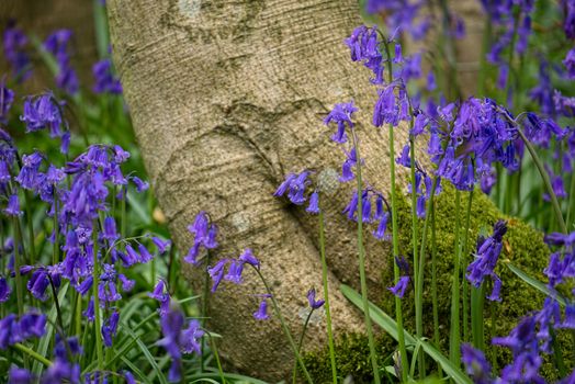 Bluebells in Staffhurst Woods near Oxted Surrey