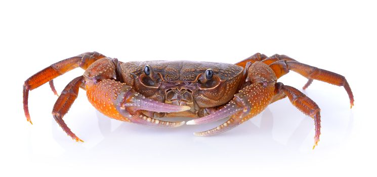 crab on white background