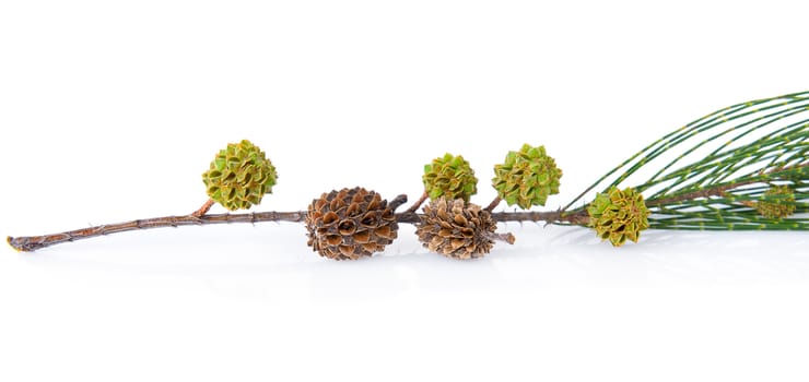 pinecone isolated on white background