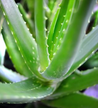  Aloe Vera Plant, outdoor pots