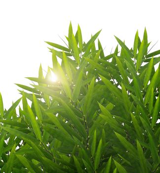 Green bamboo leaves on a white background