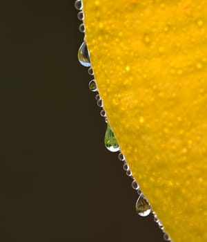 Water droplets on leaves in light moring