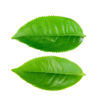 Green tea leaf isolated on white background