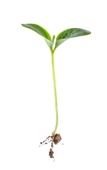 Young sprout on white background
