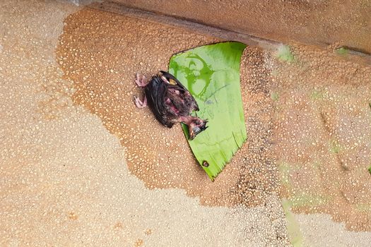 Dropped from the nest, a dead young bird chick.