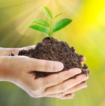  young plant sprouting from the ground in hands with nature background 