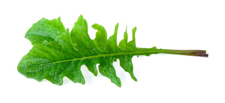 tropical leaf on white background