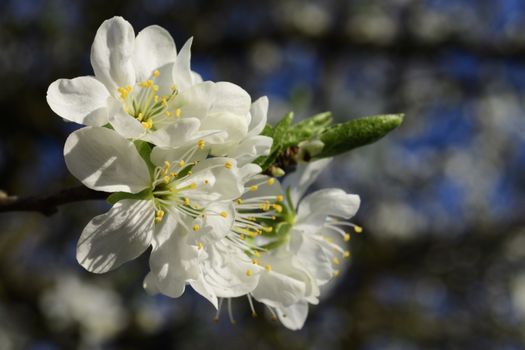 Cherry blossoms in spring on a tree in Maisach