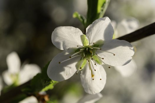 Cherry blossoms in spring on a tree in Maisach