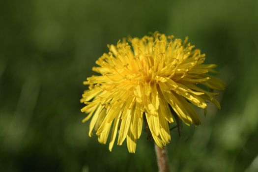 Dandelions on a green meadow in Maisach in Bavaria