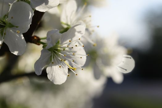 Cherry blossoms in spring on a tree in Maisach