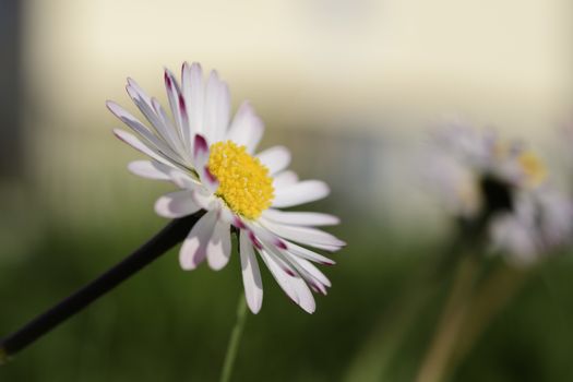 Daisies on a green meadow in spring in Maisach