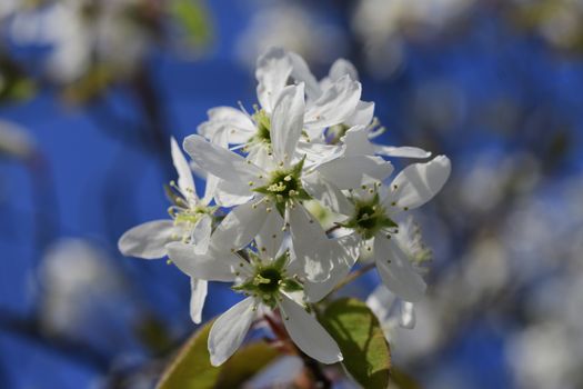 Cherry blossoms in spring on a tree in Maisach