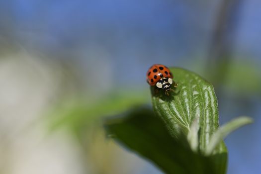 Ladybug in spring on a branch