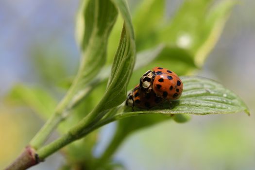 Ladybug in spring on a branch