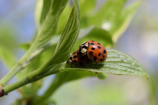 Ladybug in spring on a branch