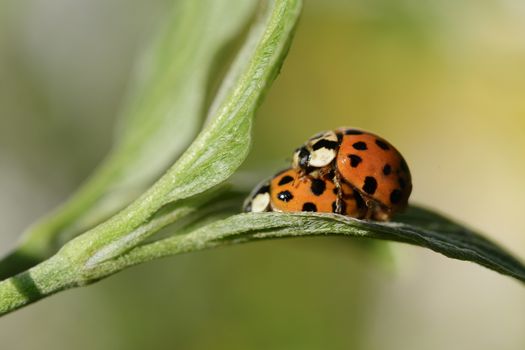 Ladybug in spring on a branch