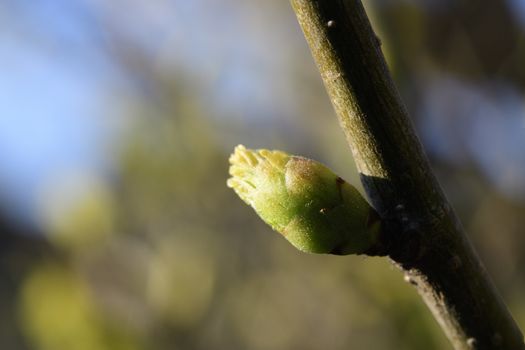 Leaves sprout on a tree in spring in Maisach, Bavaria