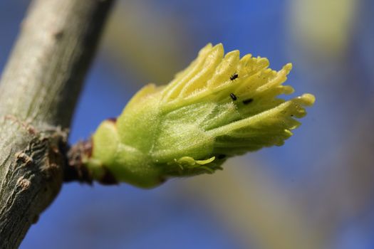 Leaves sprout on a tree in spring in Maisach, Bavaria