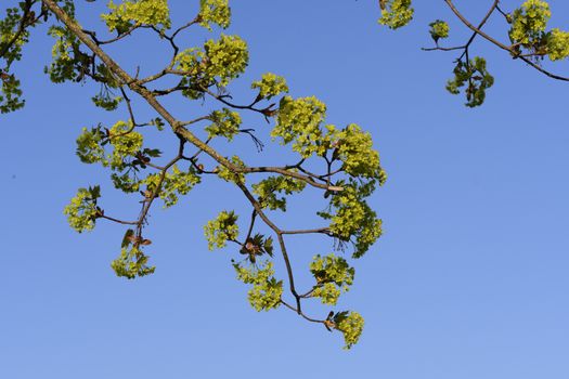 Leaves sprout on a tree in spring in Maisach, Bavaria