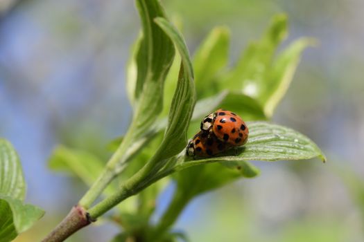 Ladybug in spring on a branch