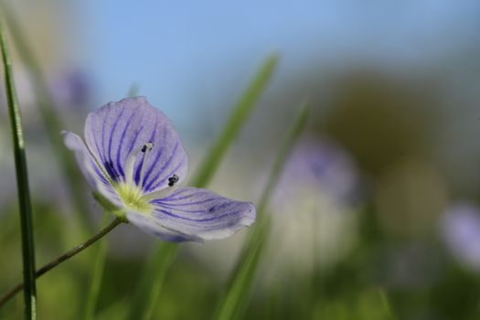 Little blue flower on a meadow in Maisach, Bavaria