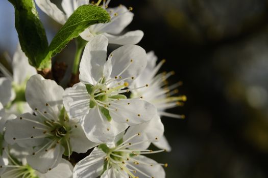 Cherry blossoms in spring on a tree in Maisach