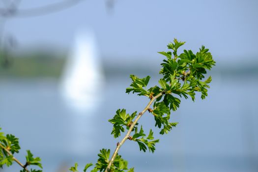 Landscape Chiemsee with boat in spring