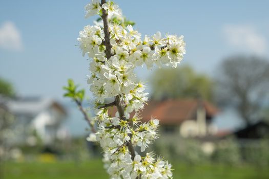Flowers Fraueninsel Chiemsee in Bavaria, Germany in spring