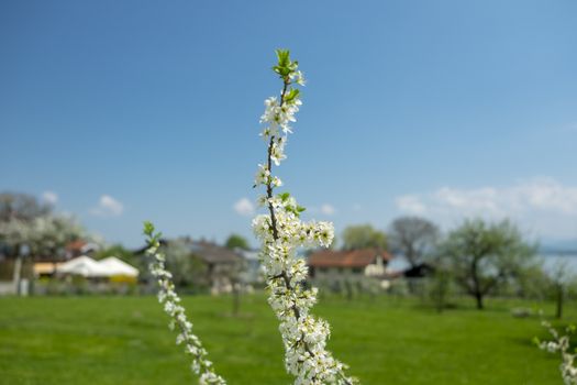 Flowers Fraueninsel Chiemsee in Bavaria, Germany in spring