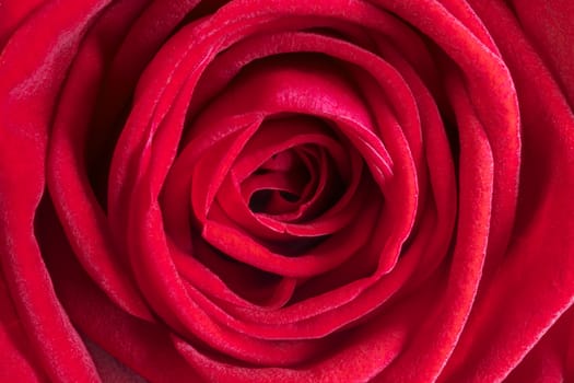 Detail image of a red rose