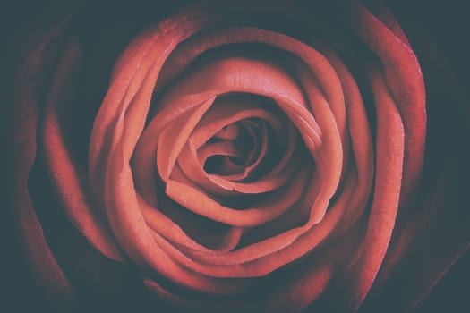 Detail image of a red rose