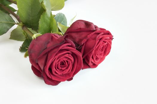 two red roses on white background